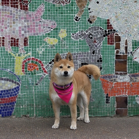 Hiro And Wolf Pink Inca Dog Bandana