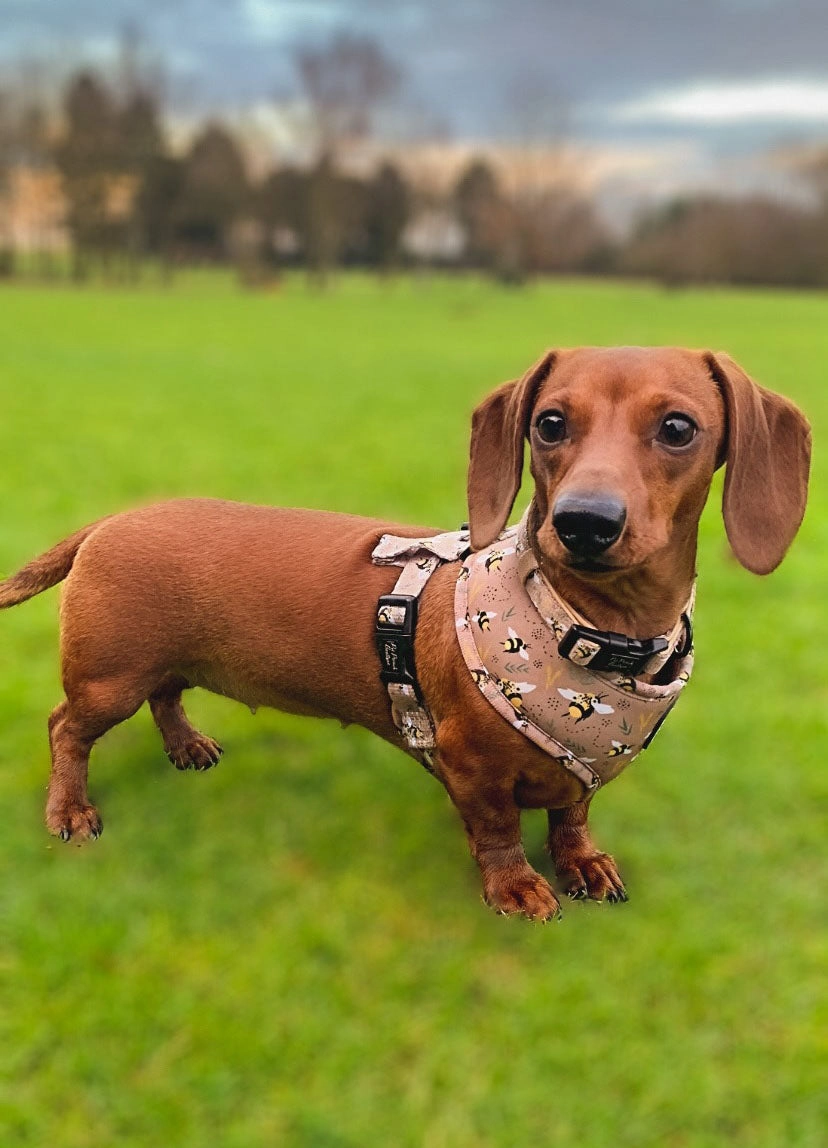 Honey Bumble Bee Dog Harness