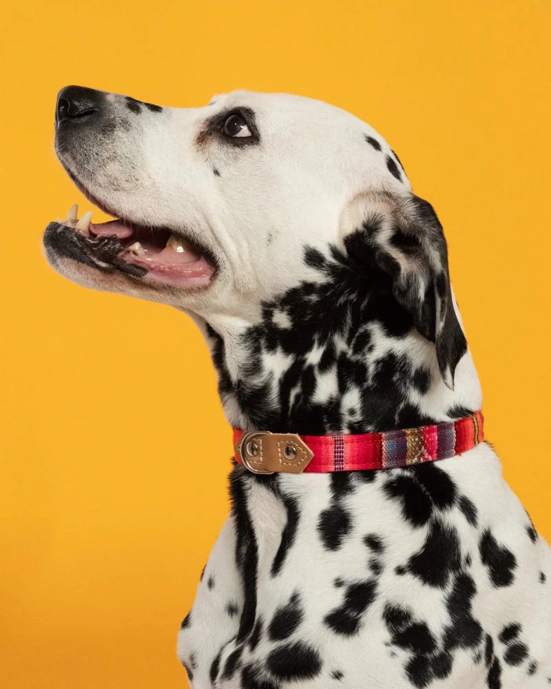 Inca Orange Dog Collar by Hiro & Wolf