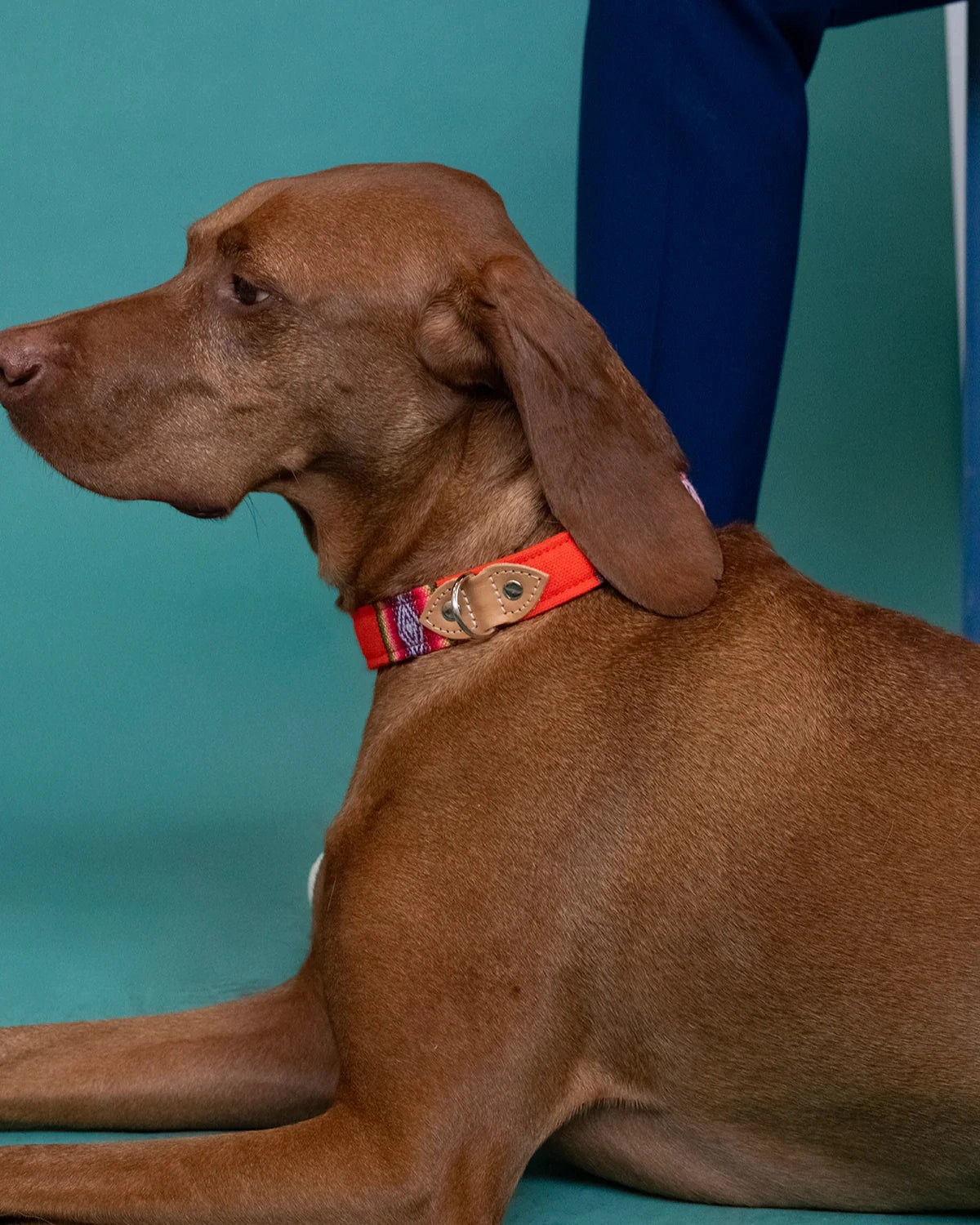 Inca Orange Dog Collar by Hiro & Wolf