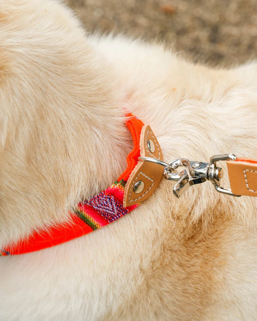Inca Orange Dog Collar by Hiro & Wolf