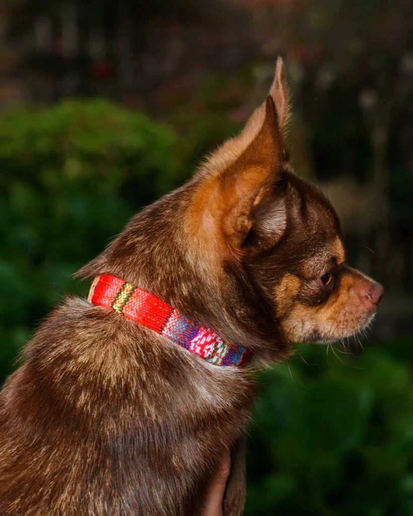 Inca Orange Dog Collar by Hiro & Wolf