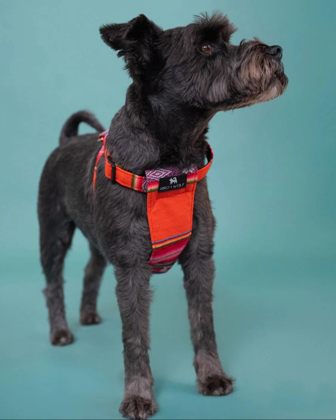 Inca Orange Dog Harness by Hiro and Wolf