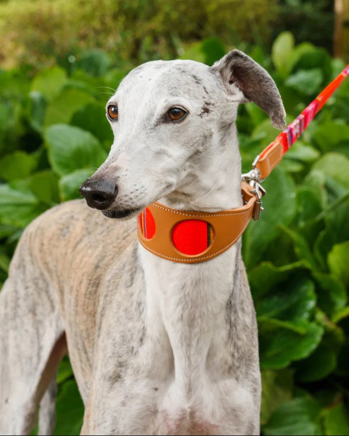 Inca Orange Hound Collar by Hiro And Wolf