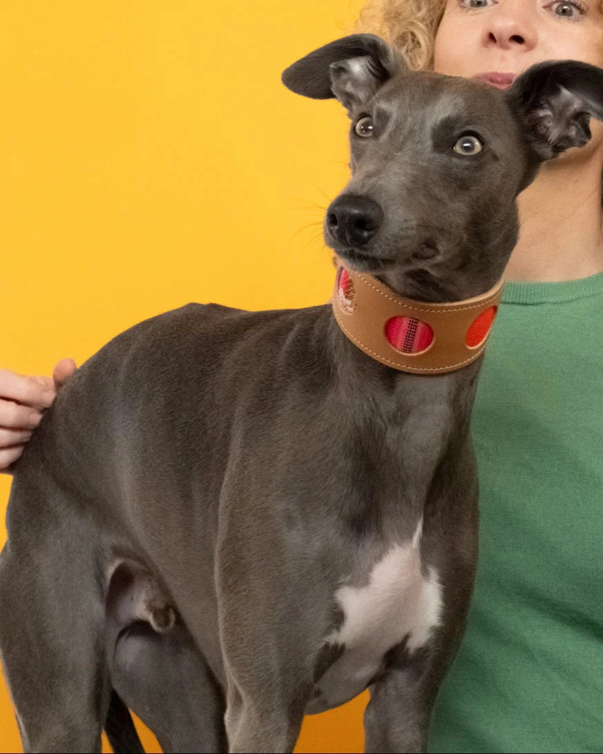 Inca Orange Hound Collar by Hiro And Wolf