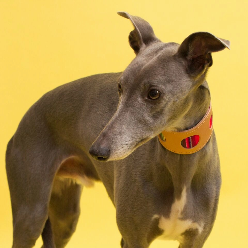 Inca Pink Hound Collar by Hiro and Wolf
