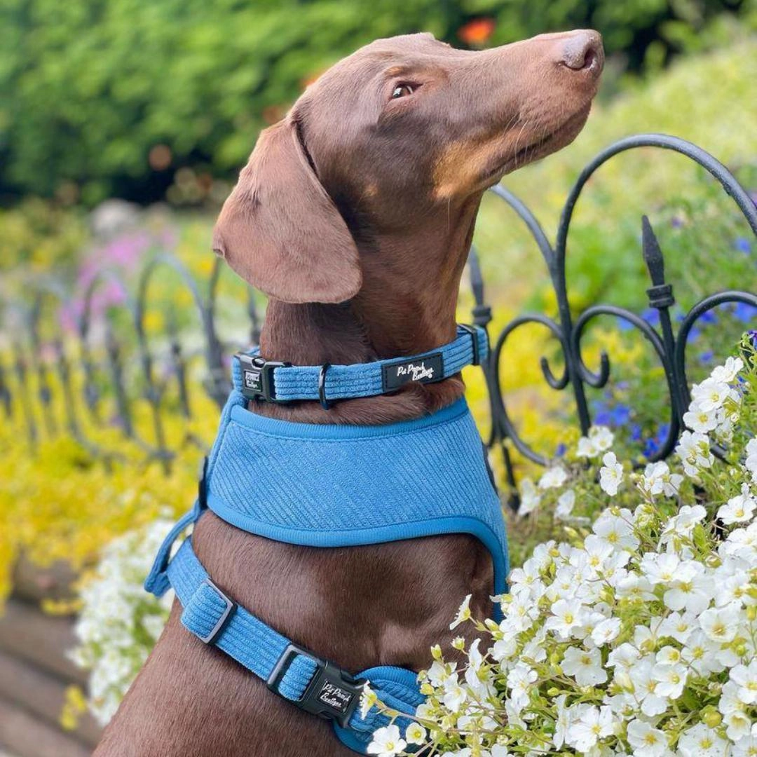 Jaguar Blue Cord Dog Harness
