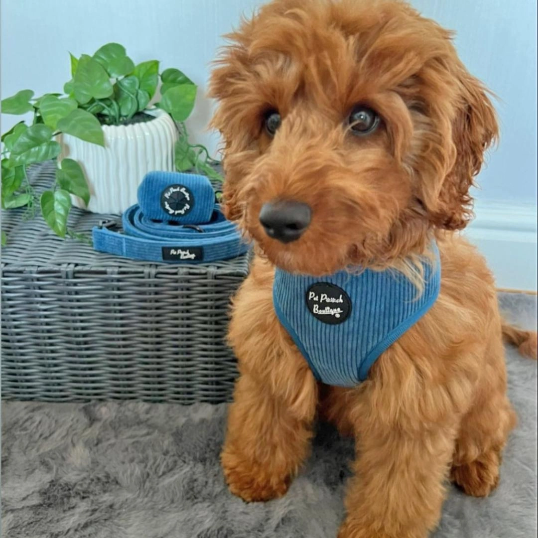 Jaguar Blue Cord Dog Harness
