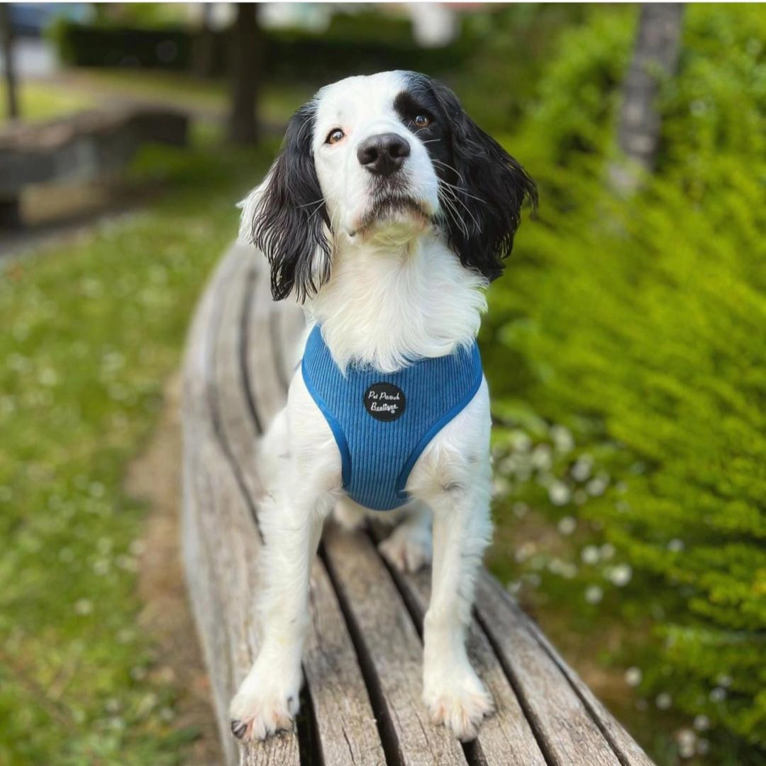 Jaguar Blue Cord Dog Harness