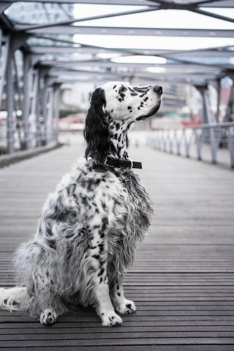 Kullo Natural Italian Black Leather Dog Collar by Labbvenn