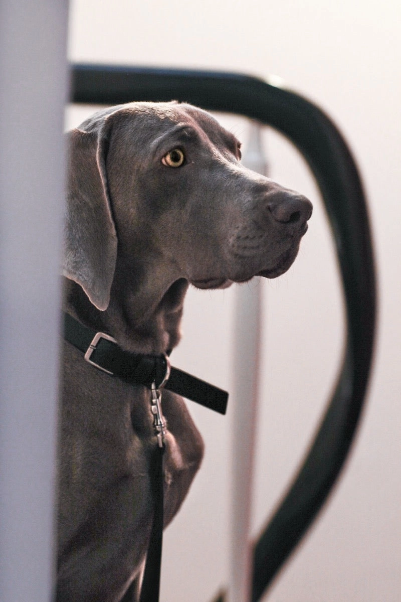 Kullo Natural Italian Black Leather Dog Collar by Labbvenn
