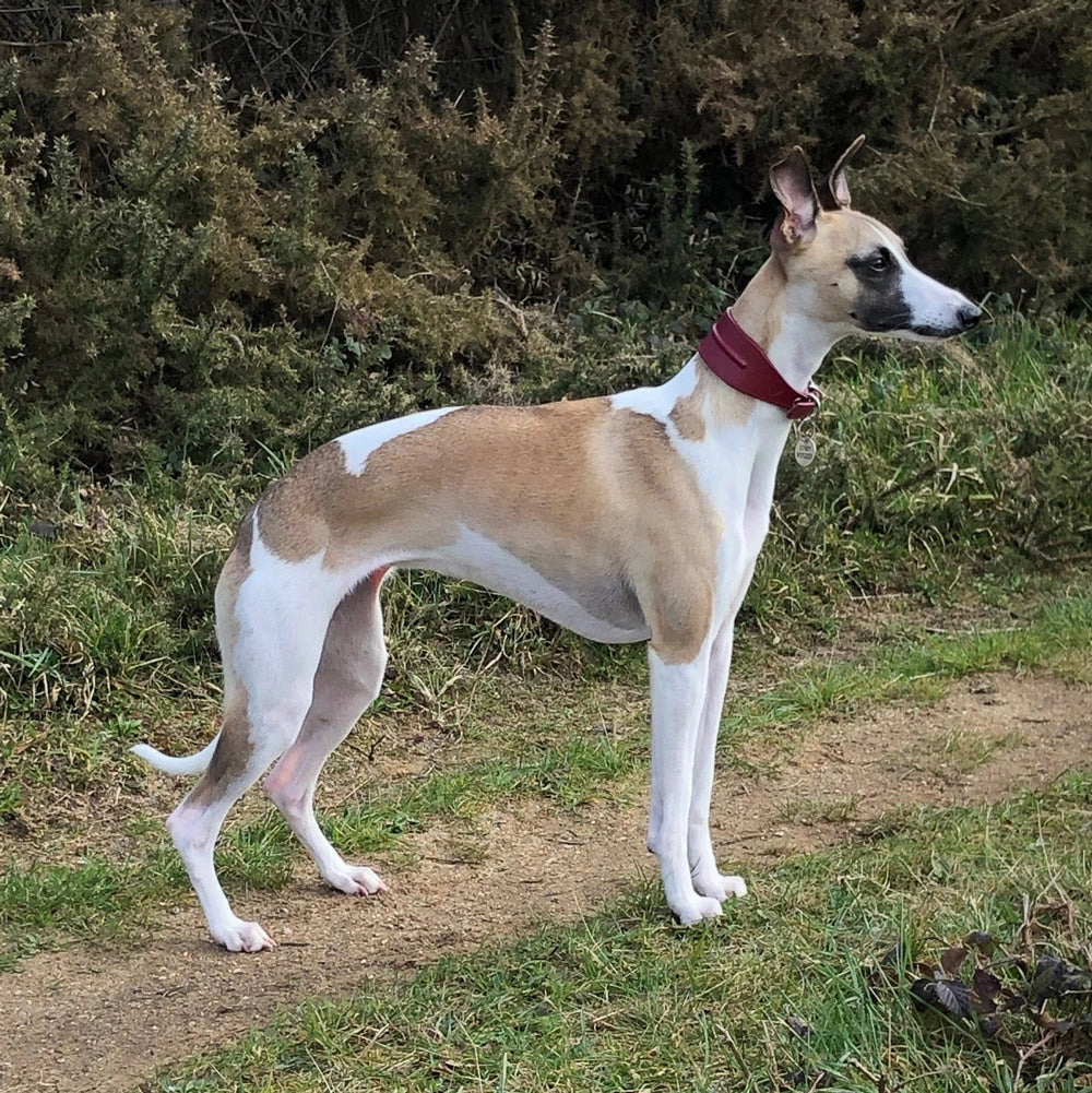 Line Dancer Stylish Whippet Dog Collar by Petiquette