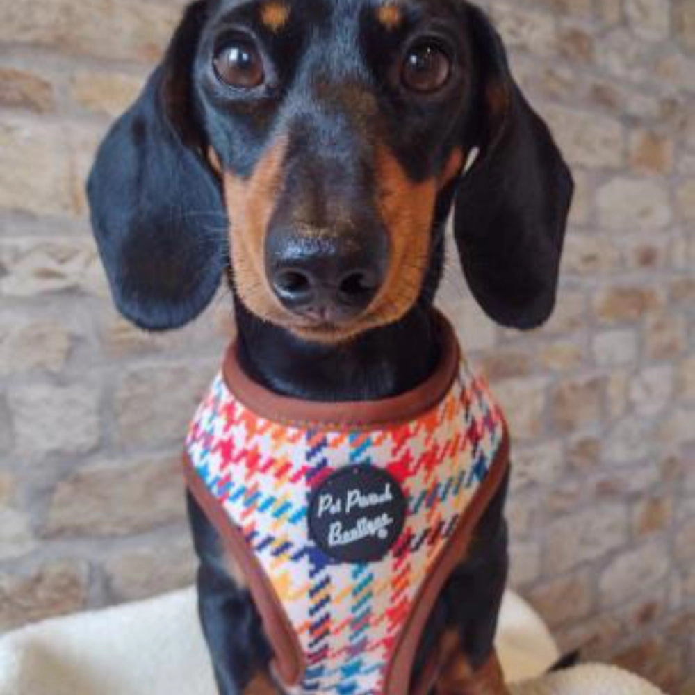 Lionheart Houndstooth Dog Harness