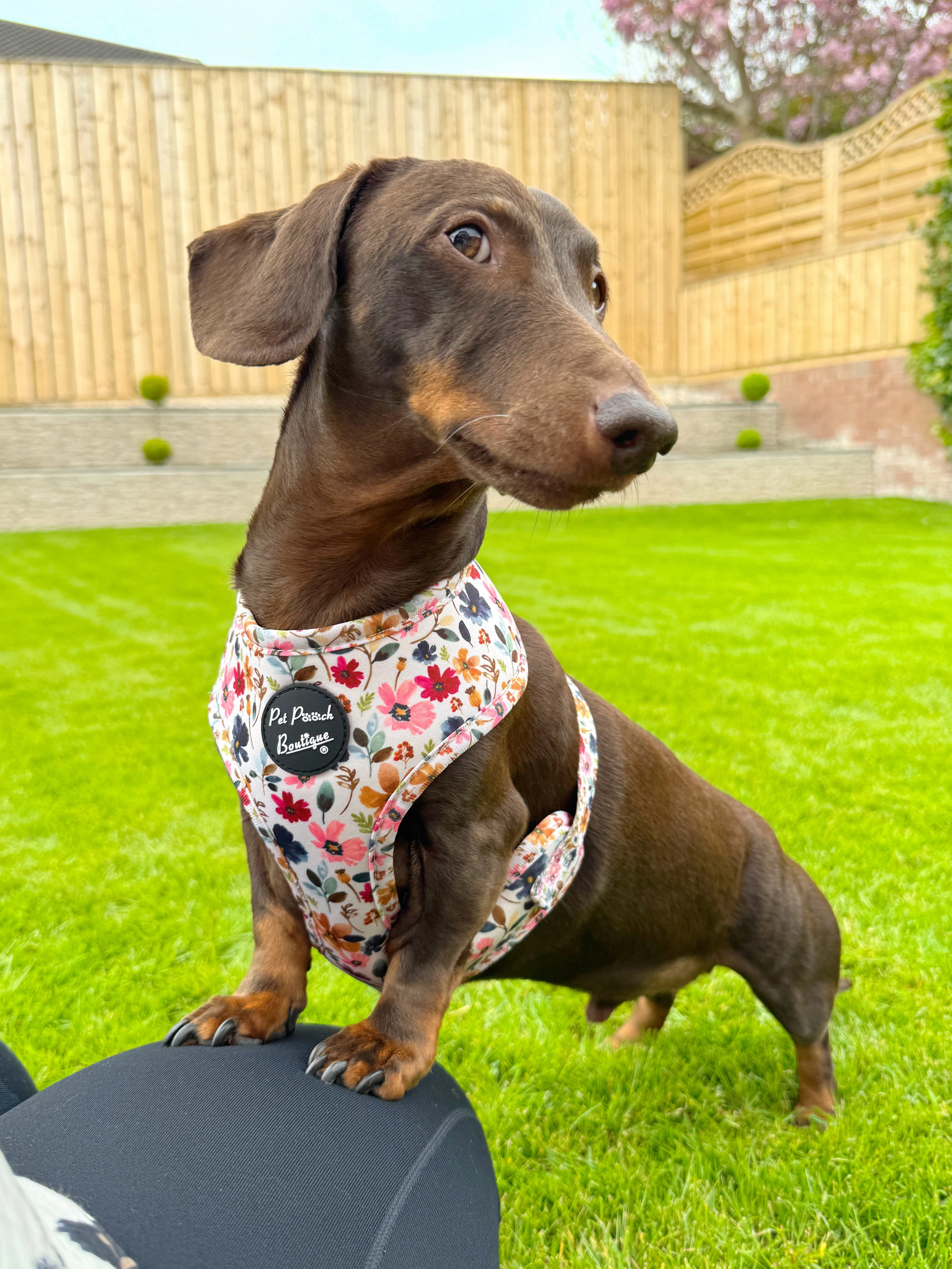 Little Enchanted Meadows Floral Dog Harness