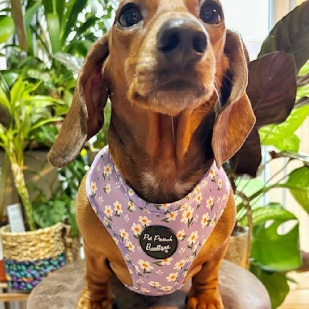 Lucky Little Lavender Daisies Dog Harness
