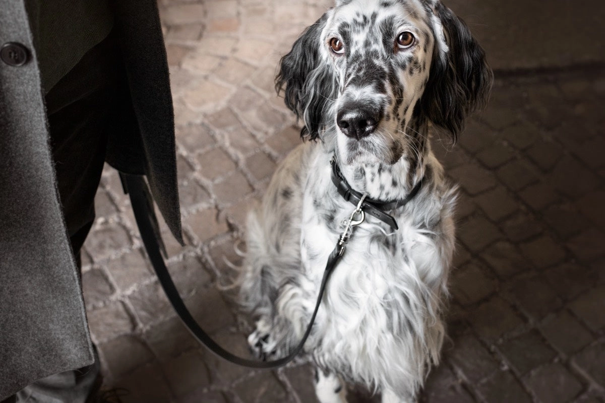 Lussa Natural Italian Black Leather Dog Lead by Labbvenn