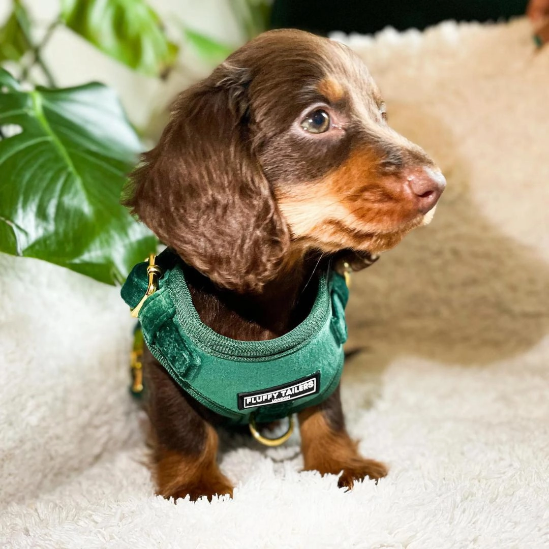 Luxury Emerald Green Velvet Harness, Dog Collar And Bow Tie, Lead and Poo Bag Holder Complete Set