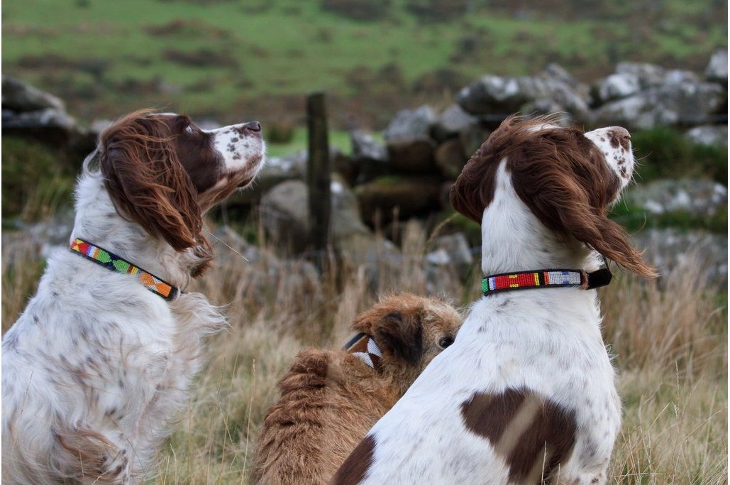 Luxury Leather Beaded Dog Collars