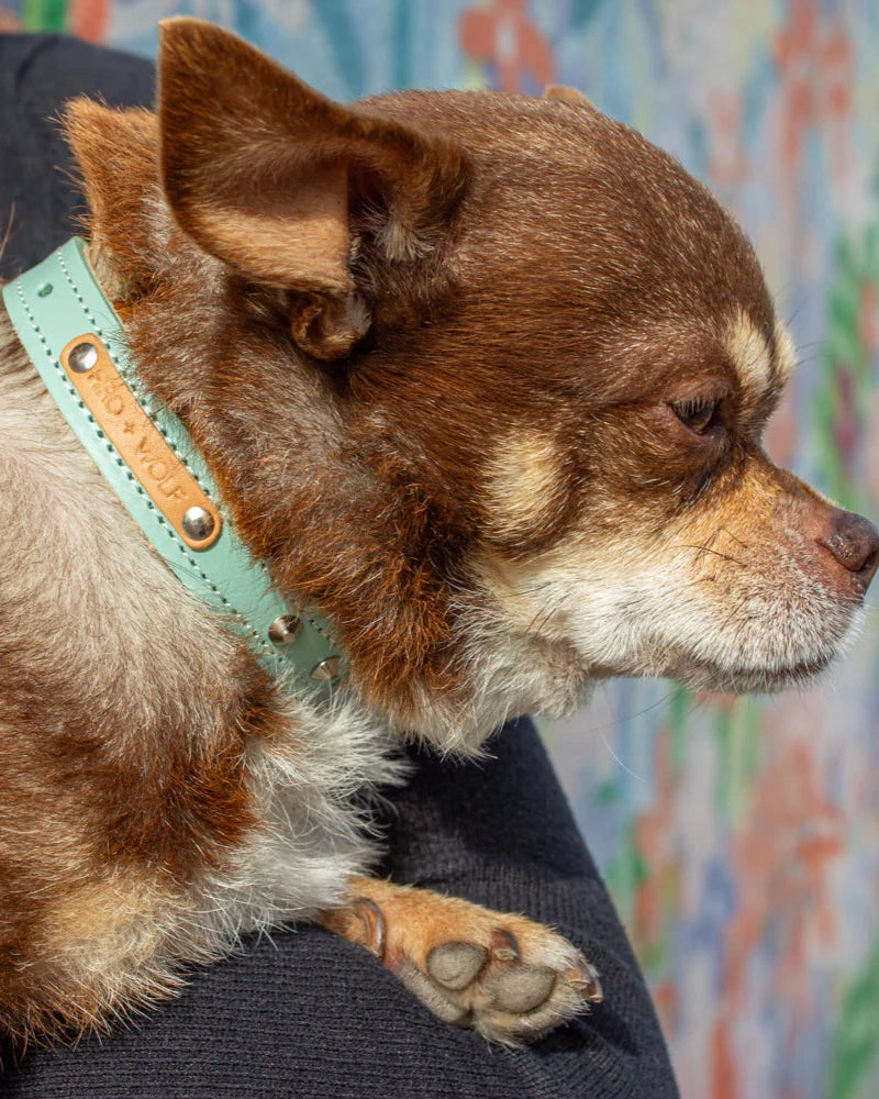 Luxury Leather Duo Tone Studded Dog Collar In Mint & Tan