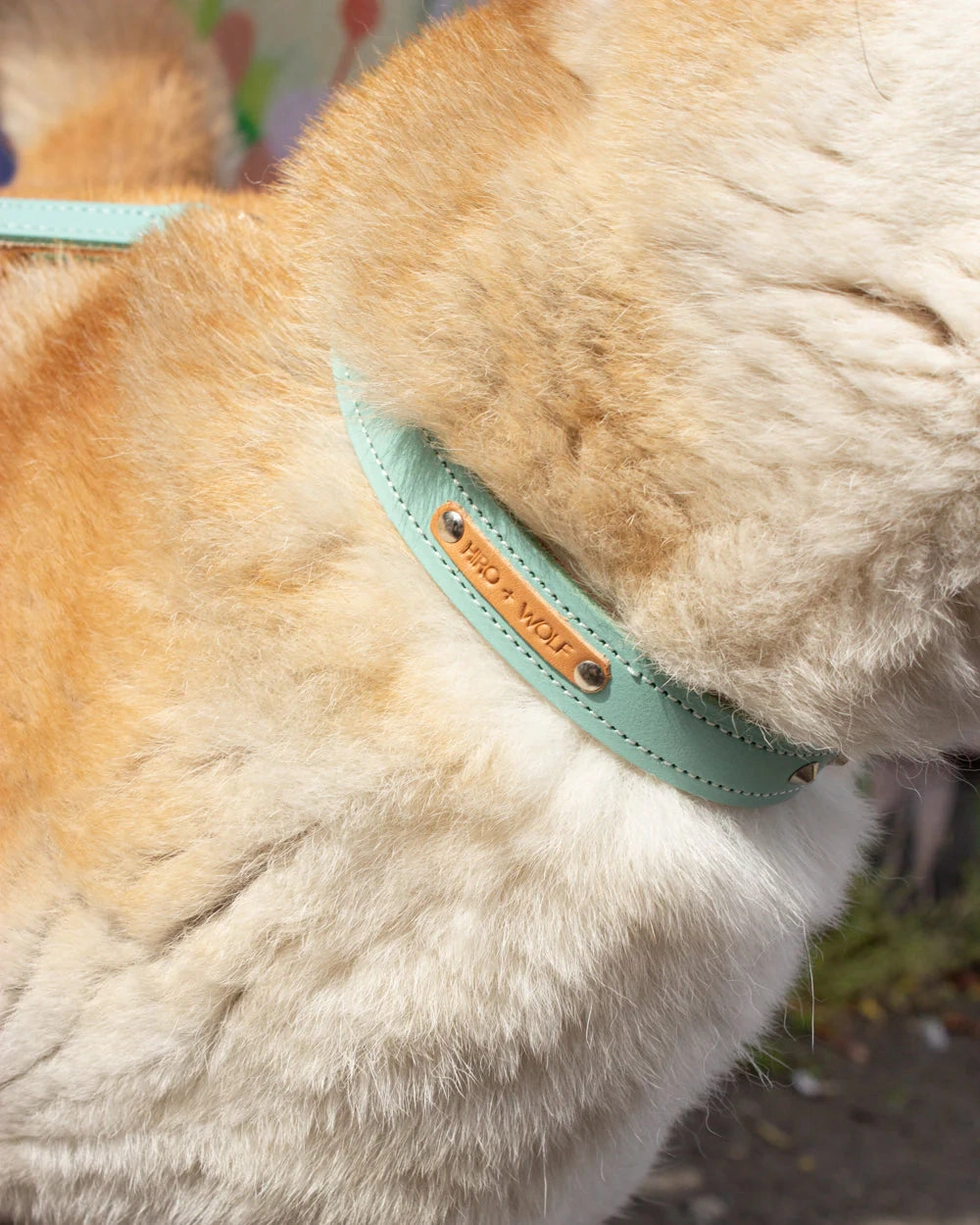 Luxury Leather Duo Tone Studded Dog Collar In Mint & Tan