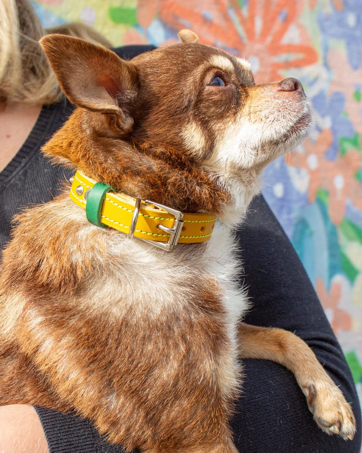 Luxury Leather Duo Tone Studded Dog Collar In Yellow & Green