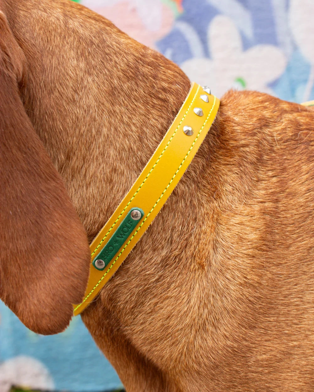 Luxury Leather Duo Tone Studded Dog Collar In Yellow & Green