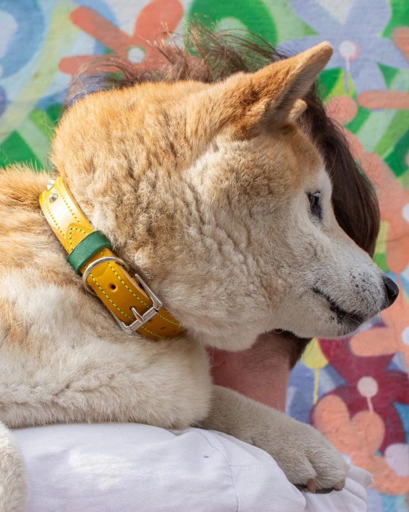Luxury Leather Duo Tone Studded Dog Collar In Yellow & Green