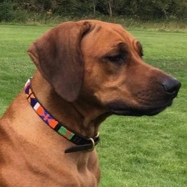Luxury Masai Beaded Leather Dog Collars In Bright