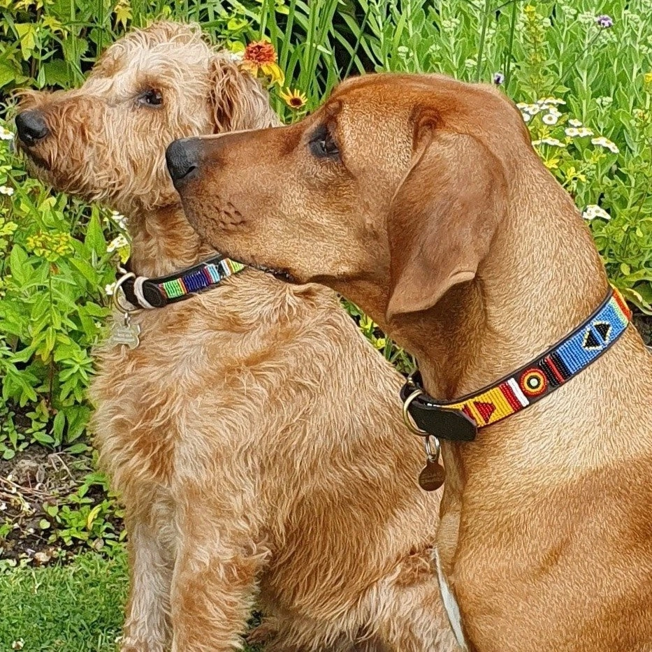 Luxury Masai Beaded Leather Dog Collars In Bright