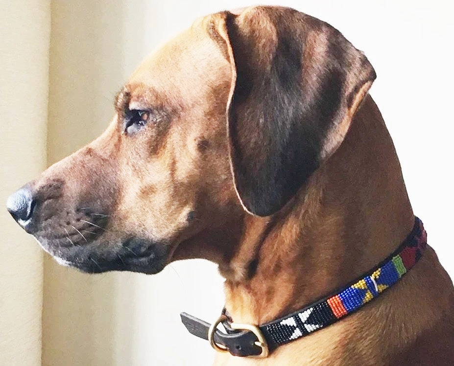 Luxury Masai Beaded Leather Dog Collars In Bright