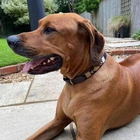 Luxury Masai Beaded Leather Dog Collars In Earth