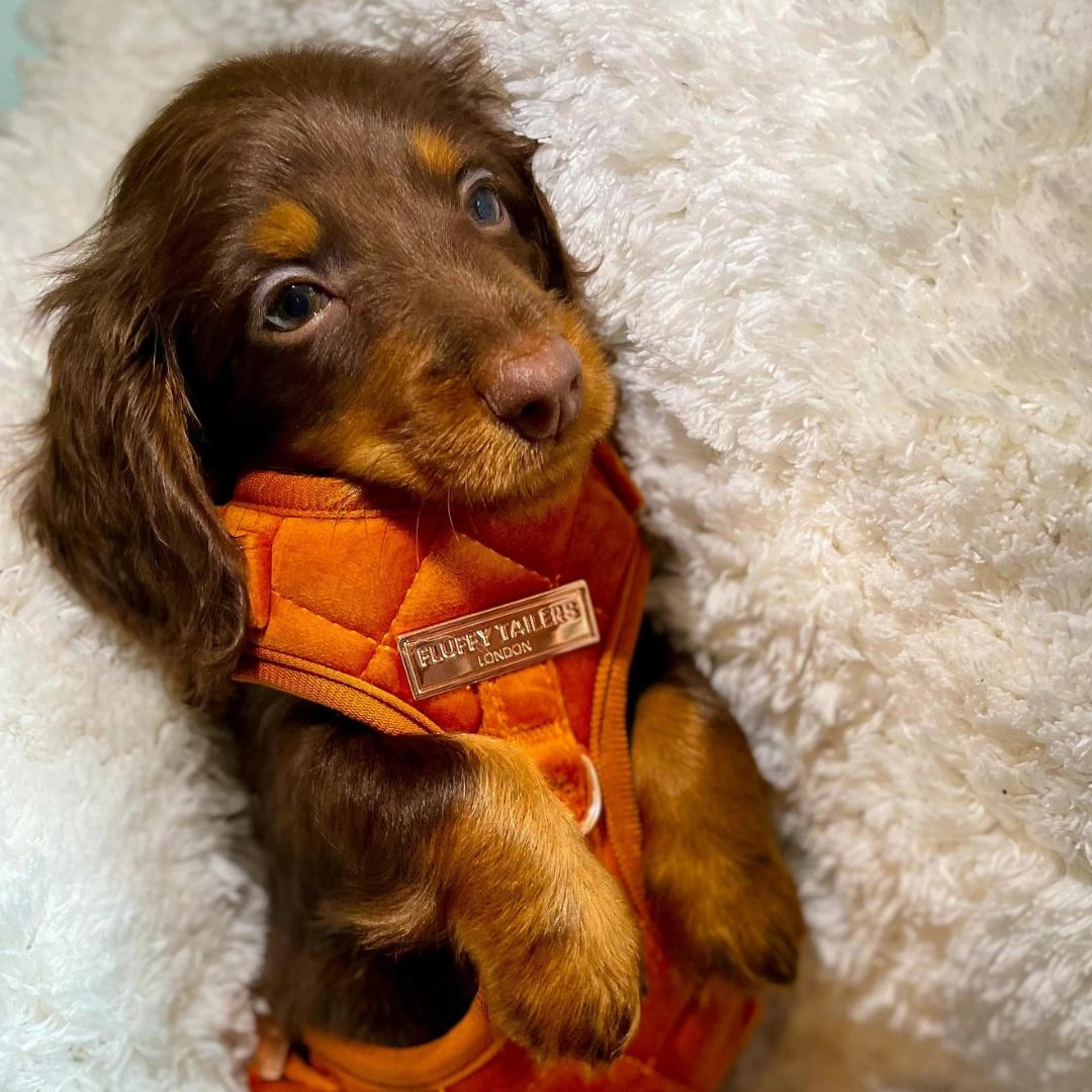 Luxury Orange Velvet Harness, Dog Collar And Bow Tie, Lead and Poo Bag Holder Complete Set