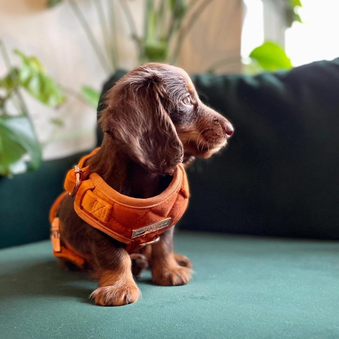 Luxury Orange Velvet Harness, Dog Collar And Bow Tie, Lead and Poo Bag Holder Complete Set
