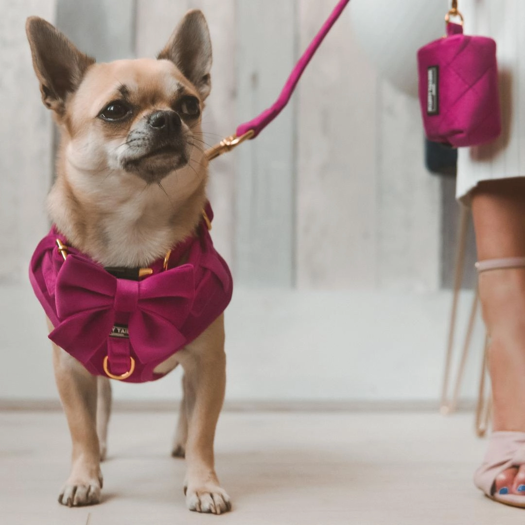Luxury Pink Velvet Harness, Dog Collar And Bow Tie Set