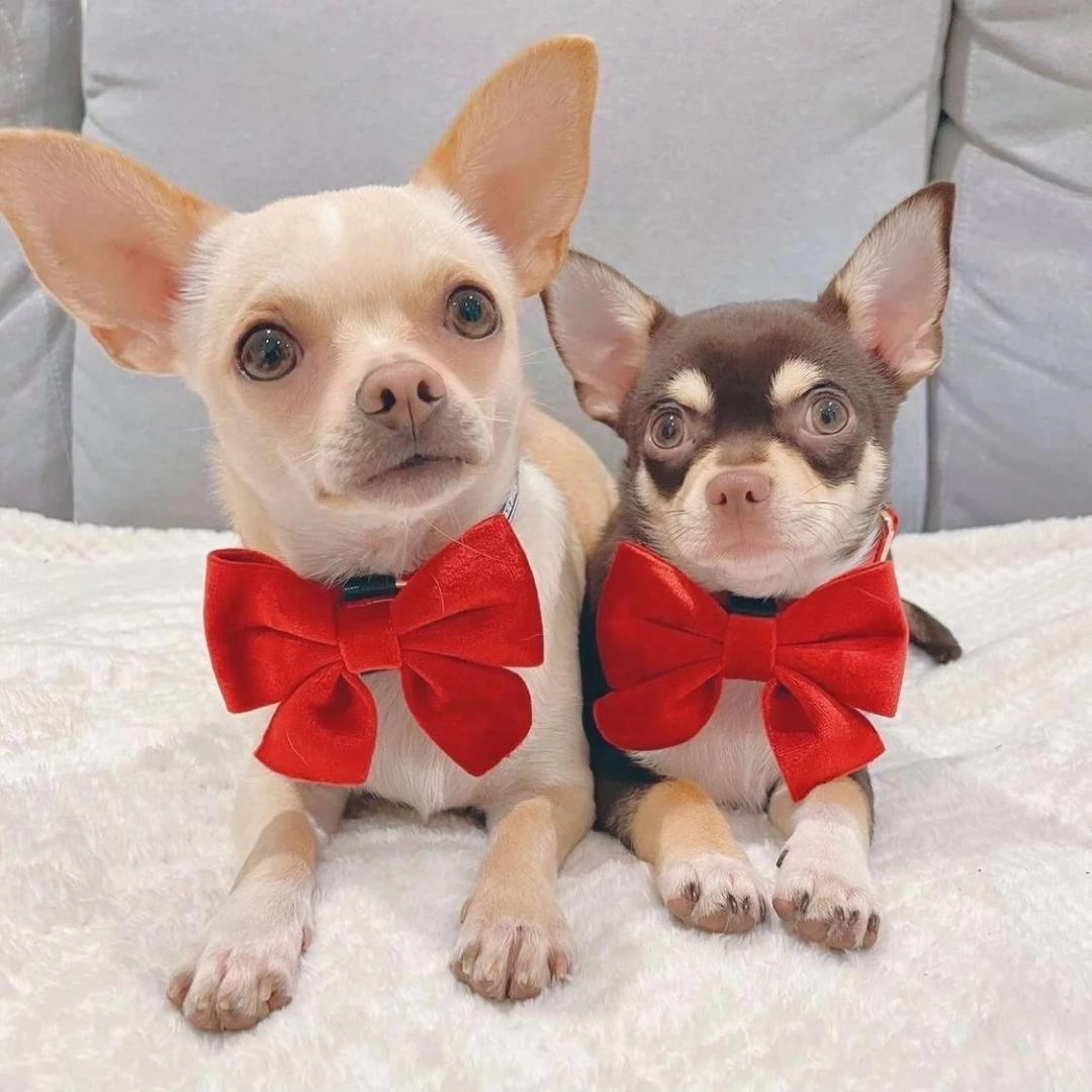 Luxury Red Velvet Dog Collar And Bow Tie Set