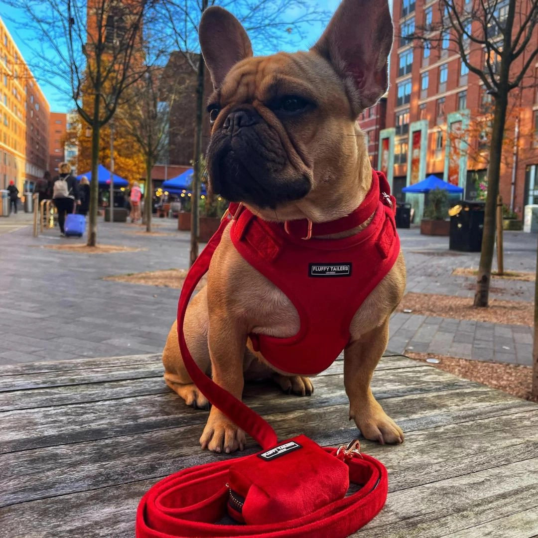 Luxury Red Velvet Harness, Dog Collar And Bow Tie Set