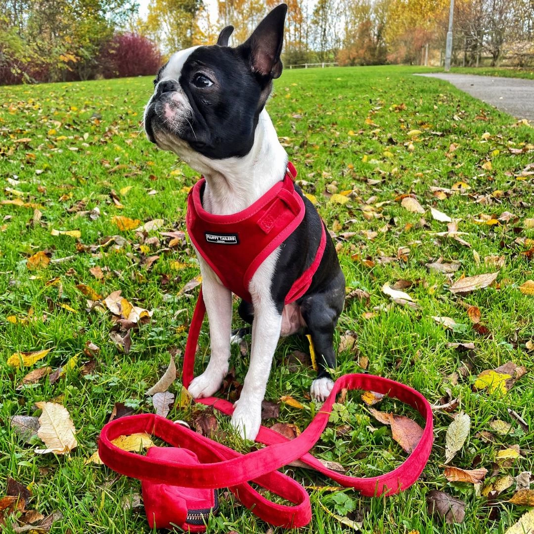 Luxury Red Velvet Harness, Dog Collar And Bow Tie Set