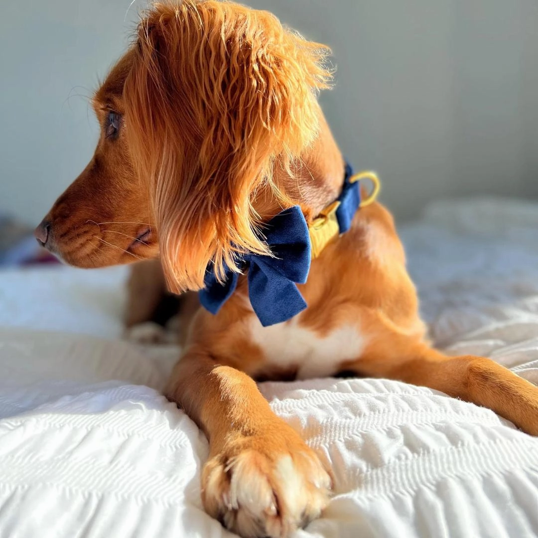 Luxury Royal Blue Velvet Dog Collar And Bow Tie Set