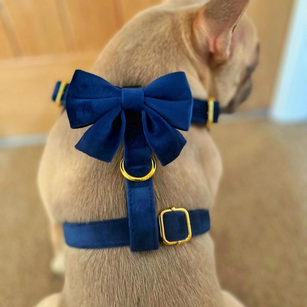 Luxury Royal Blue Velvet Harness, Dog Collar And Bow Tie Set