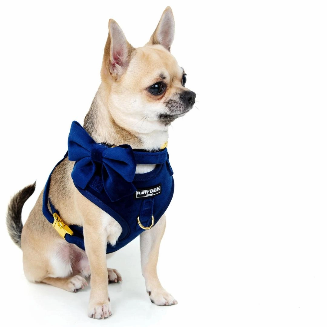 Luxury Royal Blue Velvet Harness, Dog Collar And Bow Tie Set
