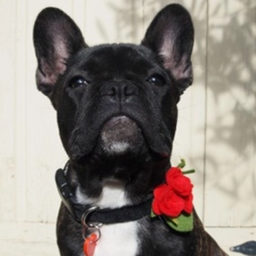 Margaux Designer Dog Collar