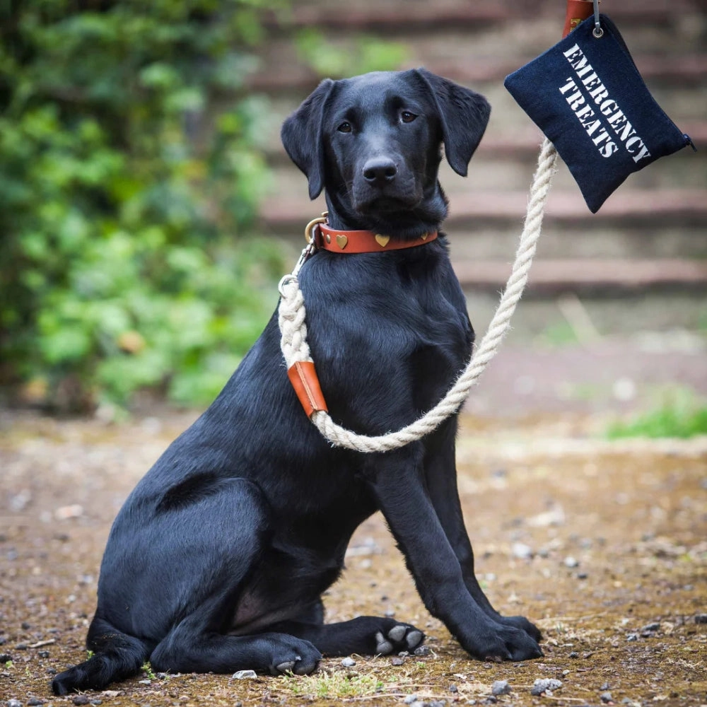 Master Ropemakers X Creature Clothes Leather Handled Rope Dog Lead