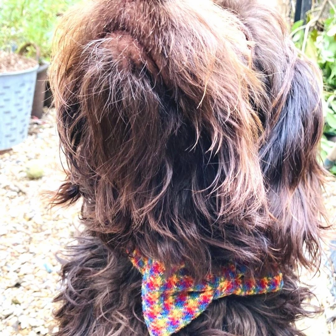 McJoy Rainbow Harris Tweed Dog Collar With Detachable Bow Tie