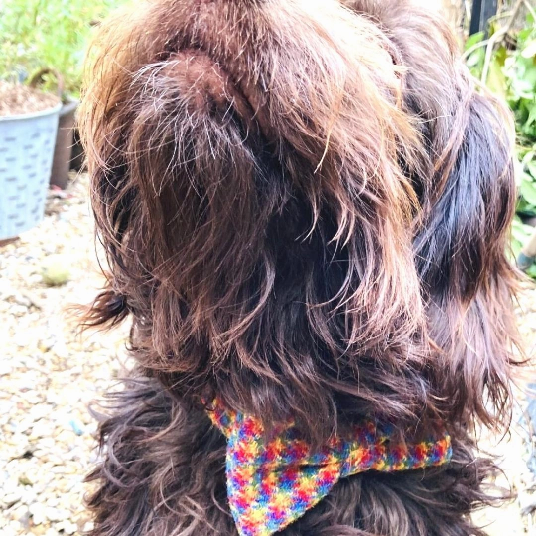 McJoy Rainbow Harris Tweed Dog Collar With Detachable Bow Tie