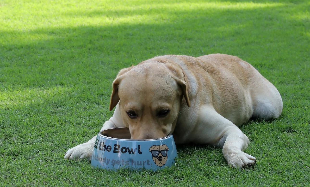 Melamine Belly Bowl - Alexa