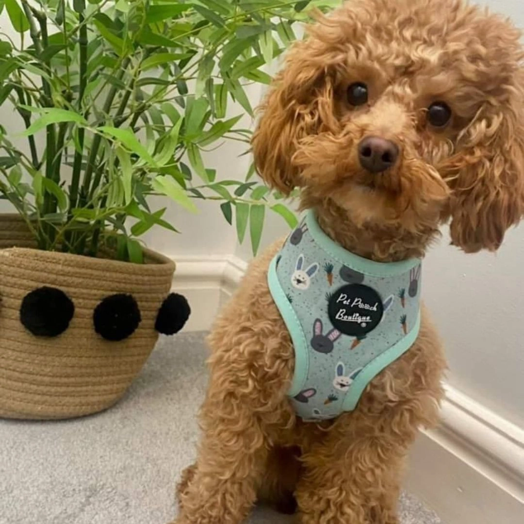 Mint Choc Chip Easter Bunny Dog Harness