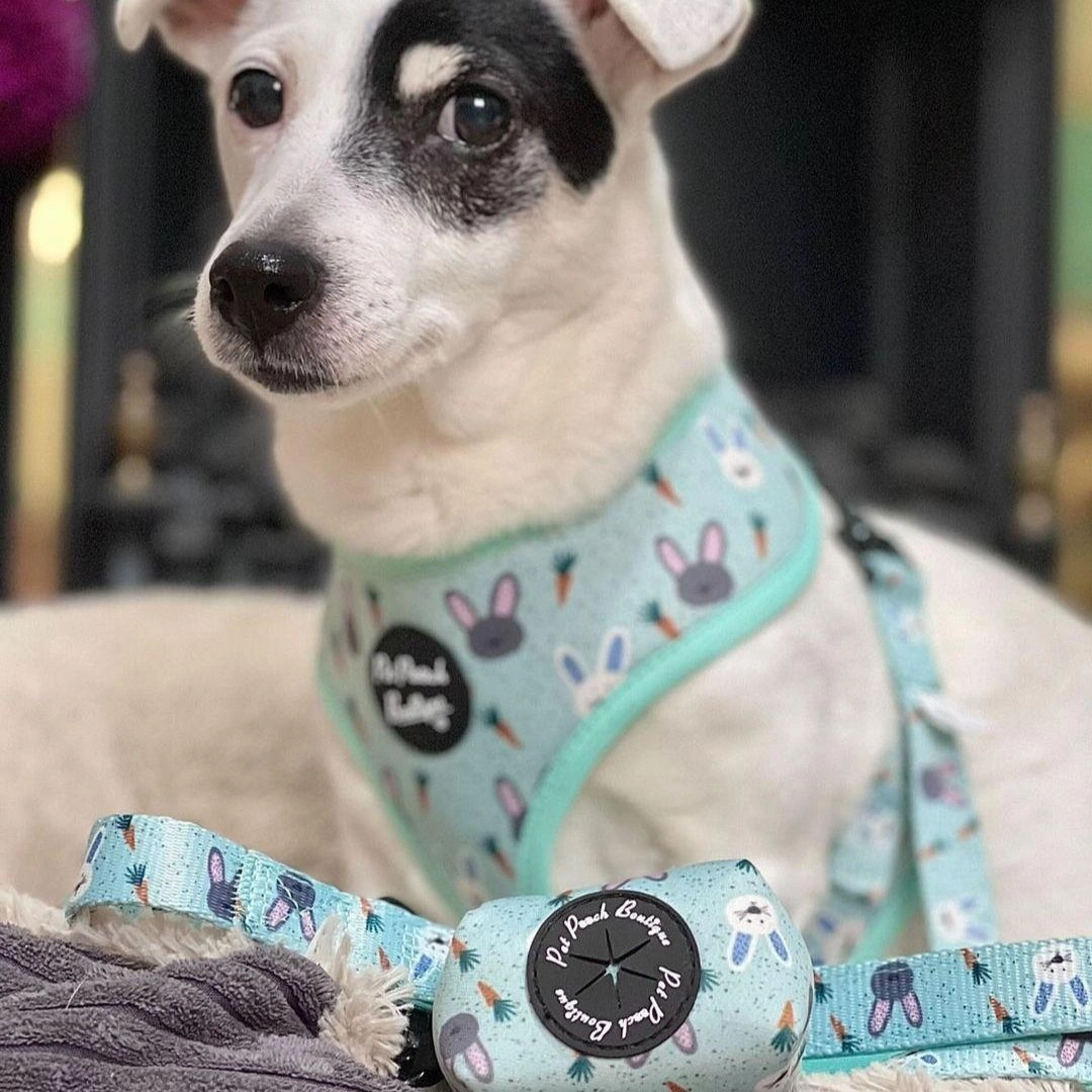 Mint Choc Chip Easter Bunny Dog Harness
