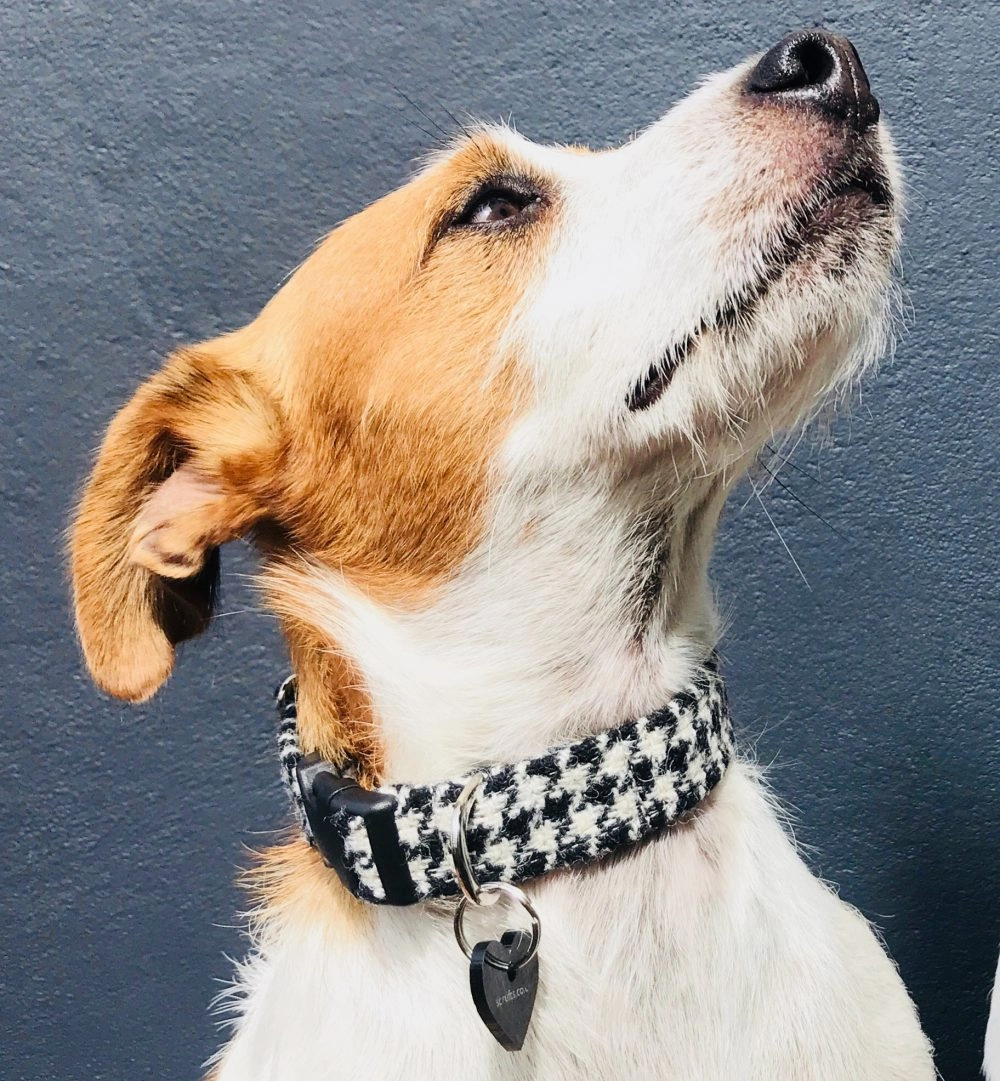 Mono Harris Tweed Black and White Dogtooth Designer Dog Collar & Lead Set