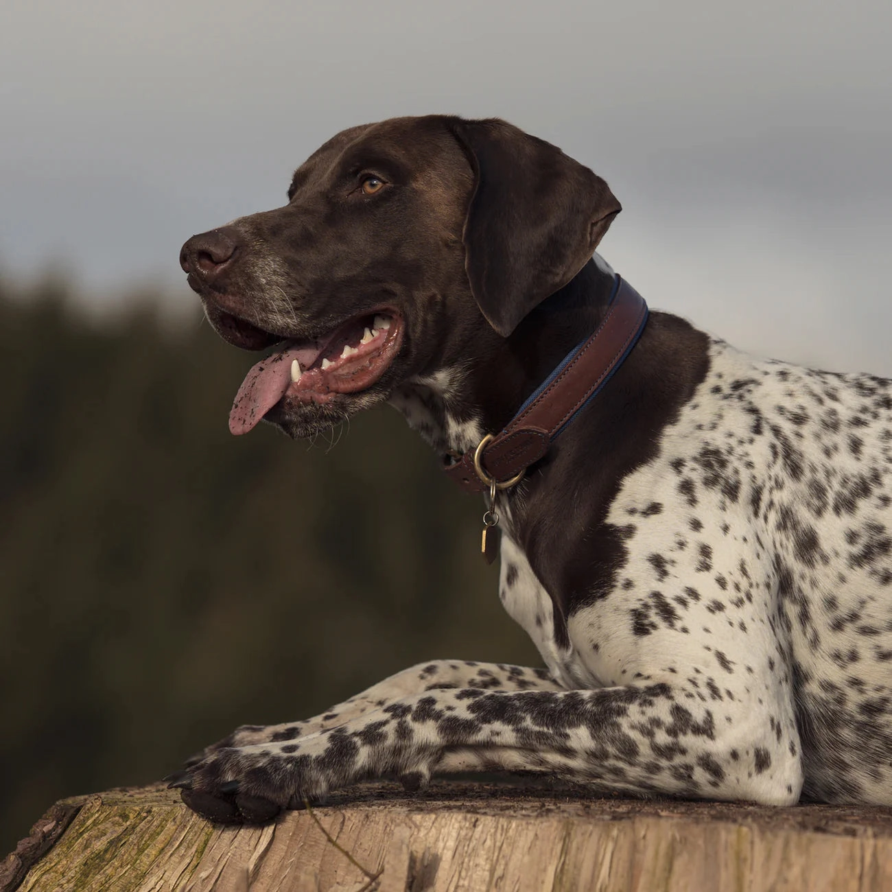 Morston Padded Leather Dog Collar - Navy