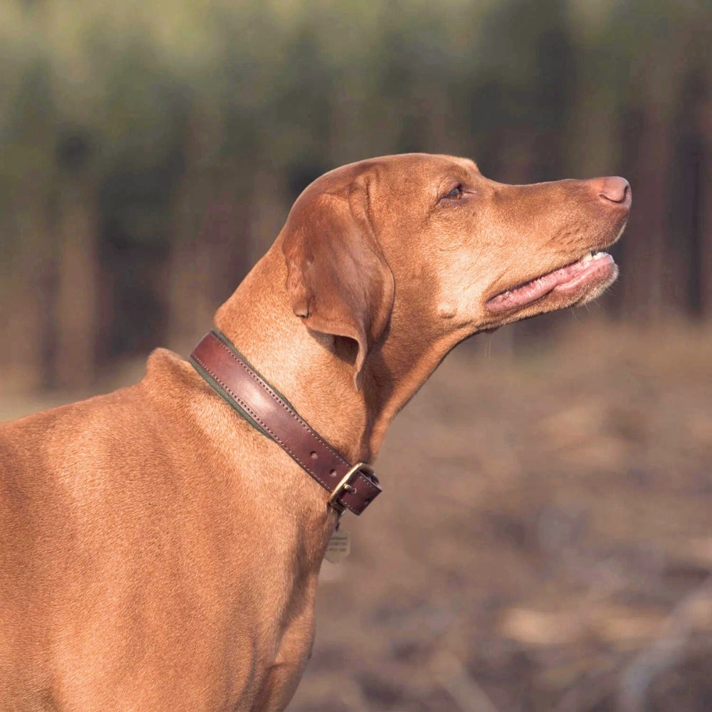 Morston Padded Leather Dog Collar - Olive